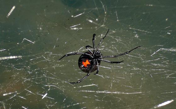 Black widow, redback and brown widow spiders have a red hourglass-shaped mark on their stomachs. 