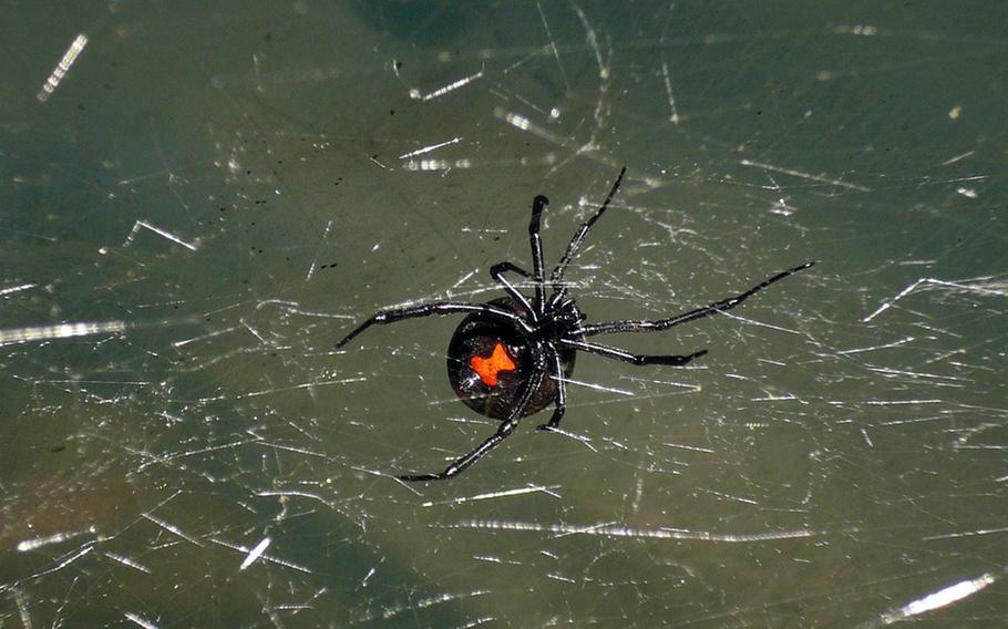 Black widow, redback and brown widow spiders have a red hourglass-shaped mark on their stomachs. 