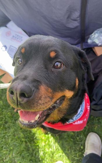 A photo of a black and brown dog looking up