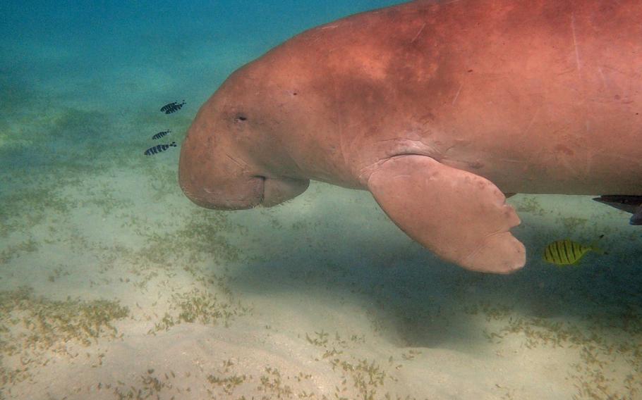Dugongs are marine mammals that are closely related to manatees. 