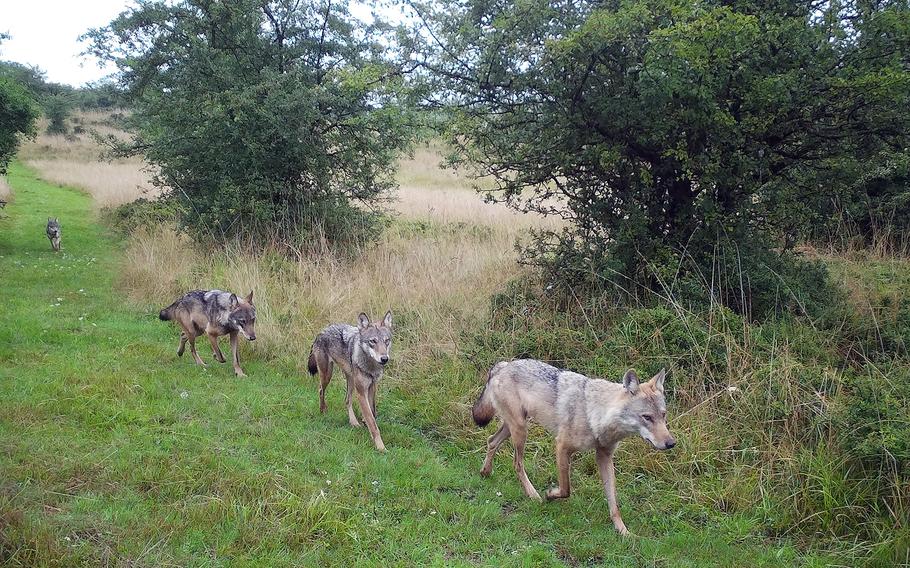 A pack of European gray wolves moves through the U.S. Army training area in Grafenwoehr, Germany, in a photo captured by a trail camera July 8, 2023. 