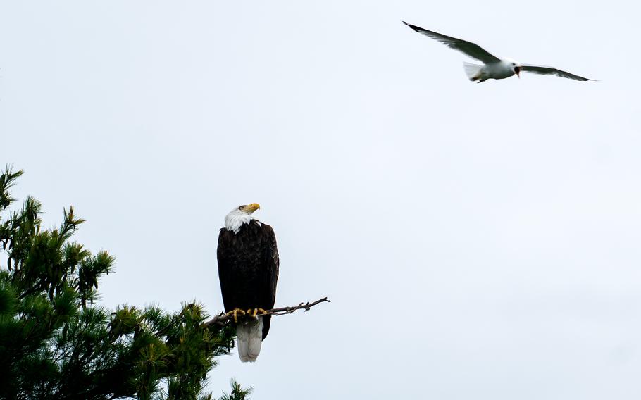 An eagle sits perched on a tree limb while a seagull flies overhead.