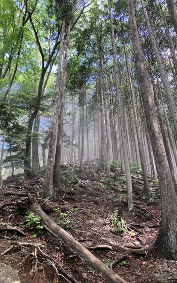 Ghostly banks of mist move along the flanks of Mount Honita above Okutama, Japan, May 28, 2024.