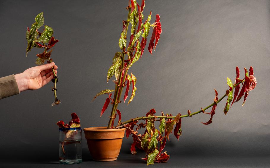 A hand holding a cutoff piece of a houseplant next to the plant from which it came. 