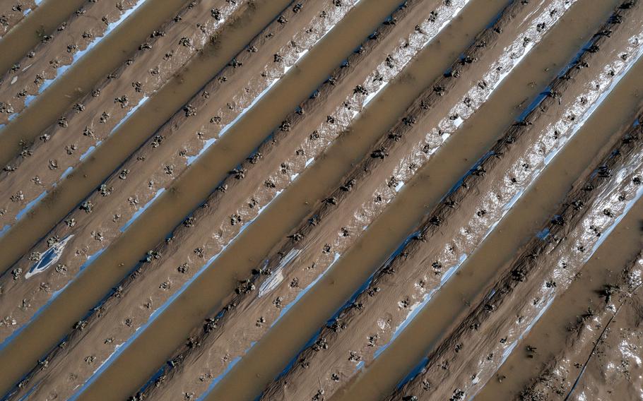 Flooded strawberry fields in Pajaro, Calif., on March 15, 2023.