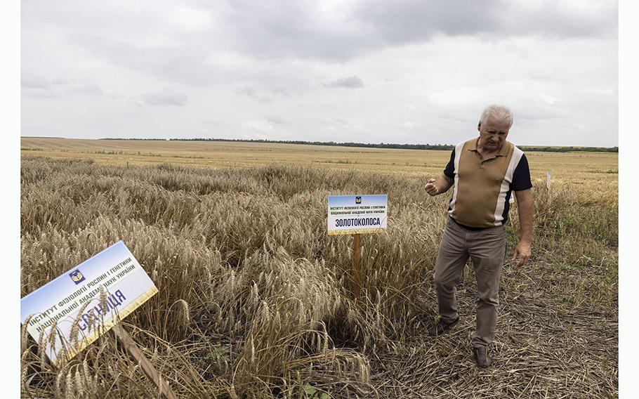 Anatoliy Artemenko stands among wheat growing on his farm in Ukraine’s Odesa region on July 26, 2023. 