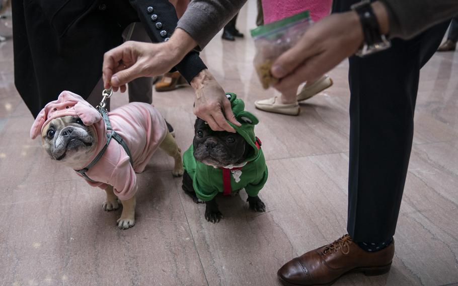 Two Frenchies go incognito as a pig and a frog. 