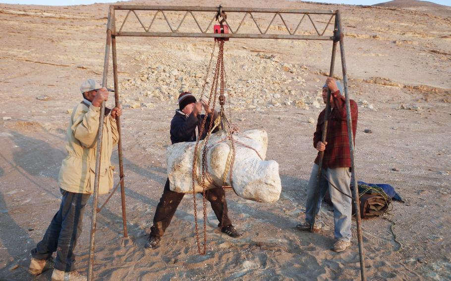 Perucetus colossus’ specimen is transported from its site of origin in Ica, Peru, to the Natural History Museum in Lima. 