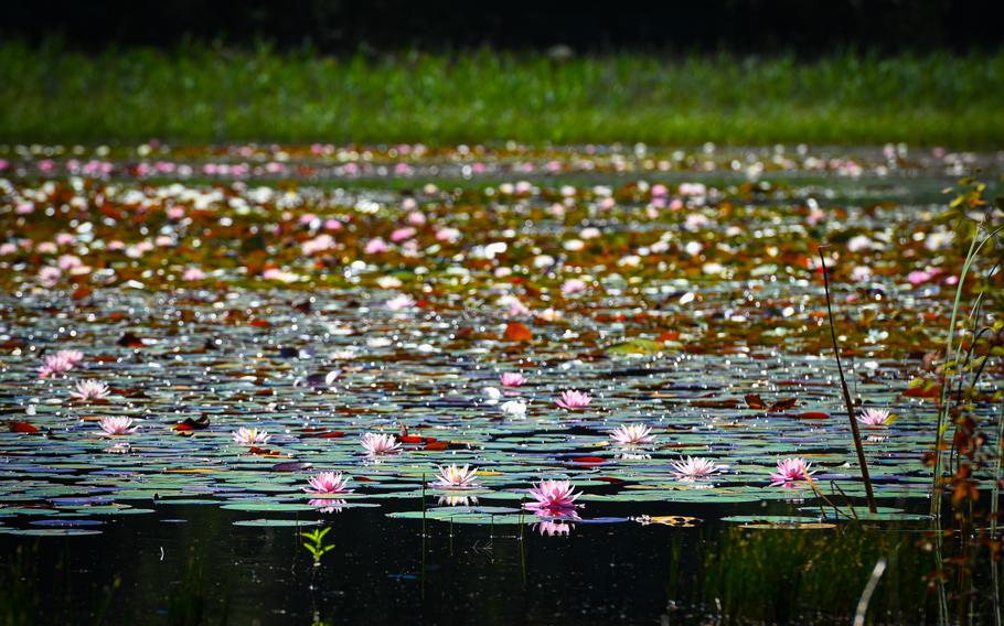 Water lilies float serenely on the Pfälzerwoog, their pink blooms adding a splash of color to the tranquil lake. The large pond is a popular stop for hikers seeking a moment of peace.