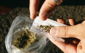 Hands place dried cannabis into a cigarette paper above a plastic storage bag containing the drug. 