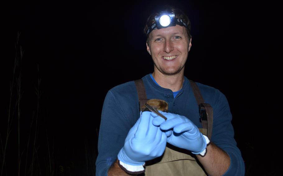 A U.S. Army biologist holds a big brown bat.