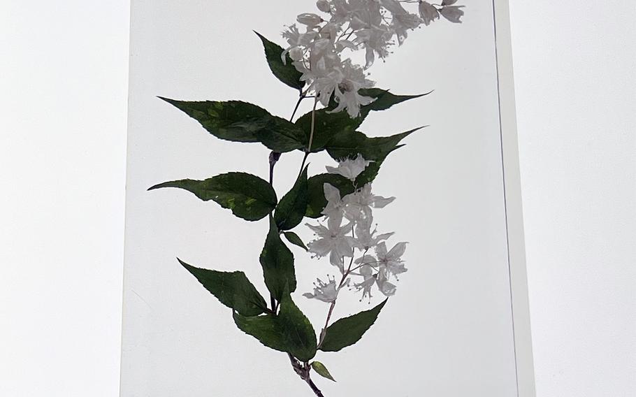 A display at the 599 Museum near Mount Takao shows a Japanese snow flower.