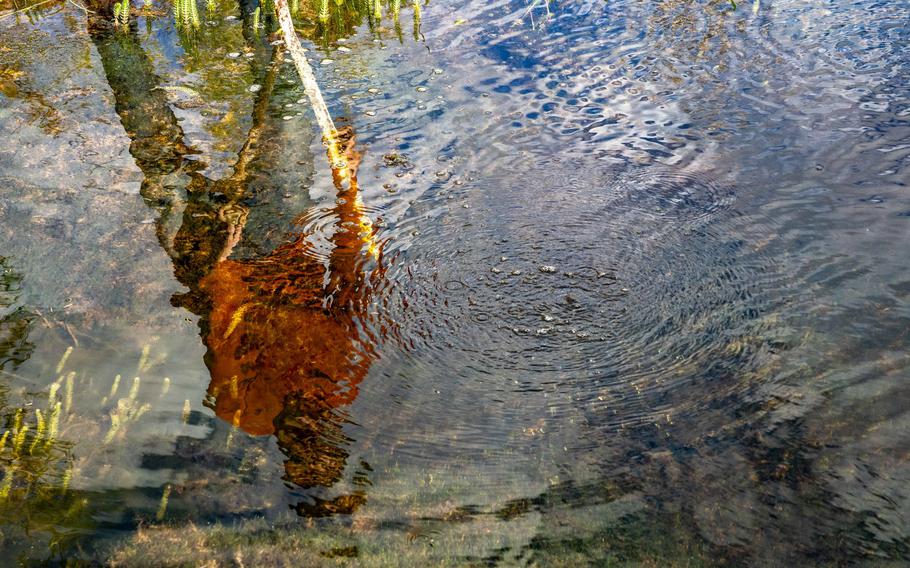 As permafrost melts, microbes feed on the carbon trapped in the ice, releasing carbon dioxide and methane, a more potent greenhouse gas, into the atmosphere. The gas is apparent even in small streams. When Zimov pierced the ground with a long fishing rod, bubbles of gas floated to the surface. 