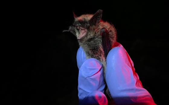 An eastern small-footed bat at the U.S. Military Academy in West Point, N.Y. The academy and the Army Corps of Engineers are teaming up to create a plan to protect bats on the historic grounds.