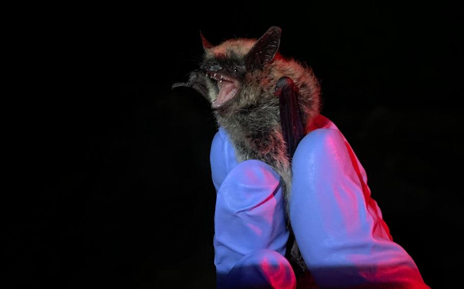 An eastern small-footed bat being held at the tips of a few fingers.