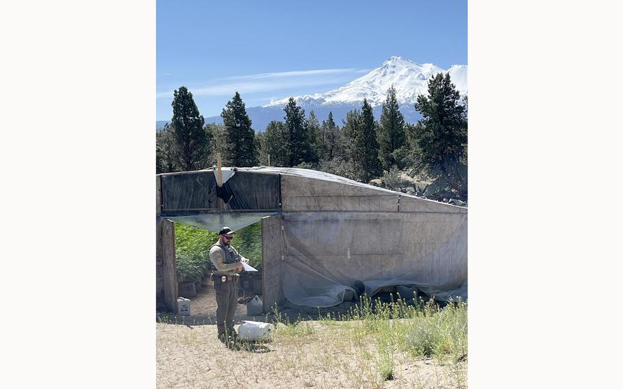 A Siskiyou County sheriff’s deputy writes a violation notice at an unlicensed cannabis farm where illegal pesticides had been used. All five farms searched that day showed evidence illegal pesticides had been burned to fumigate plants. 