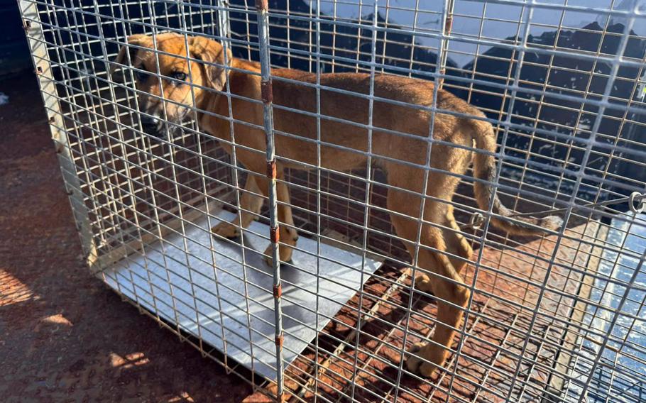 A dog with a tan colored coat stands in a metal cage.