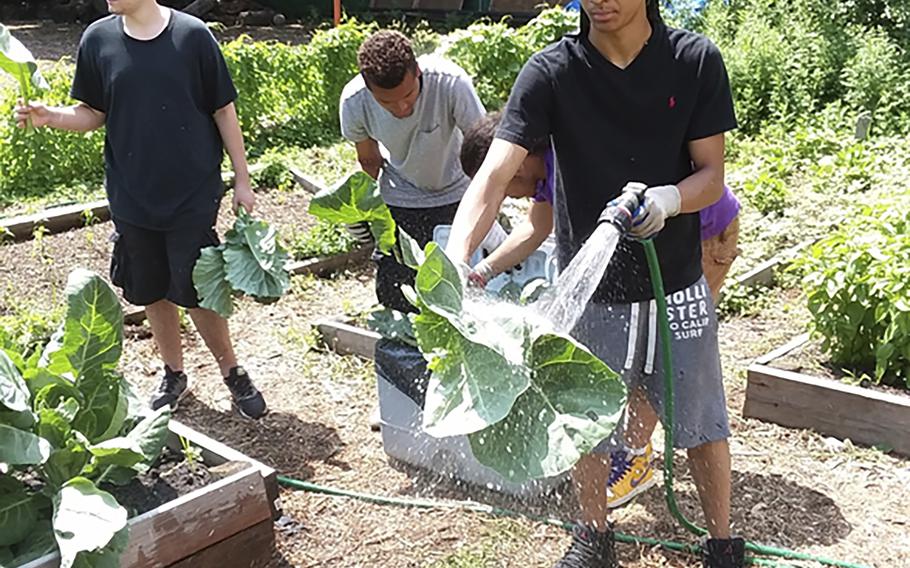 Members of the community-based Alternatives-to-Incarceration (ATI) initiative at the Brook Park Youth Farm tend to the crops. 