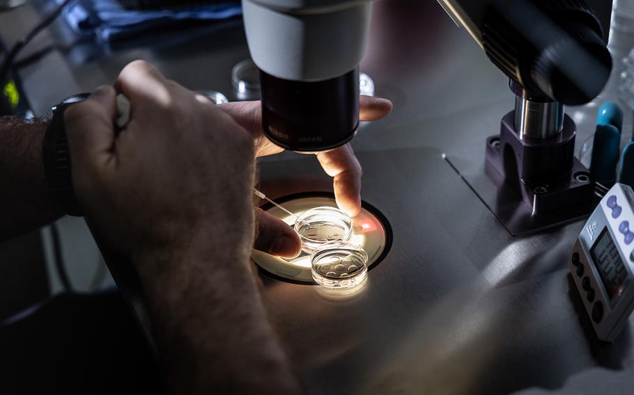 An embryologist at a fertility center in California adds media to petri dishes containing embryos before freezing the embryos as part of the IVF process. 