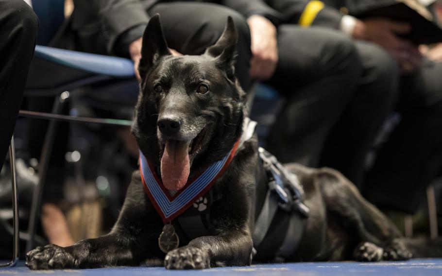 A black dog lays on the floor wearing a medal.