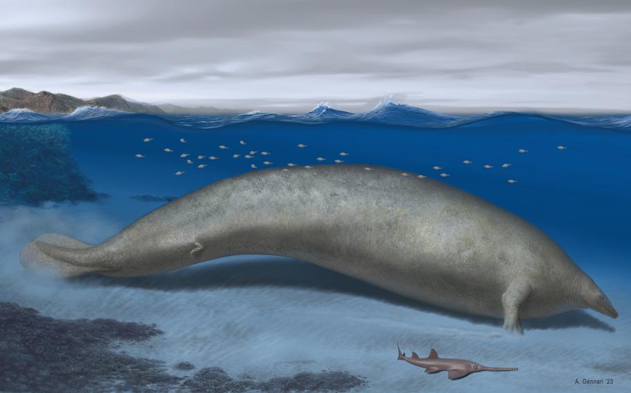 Reconstruction of Perucetus colossus in its coastal habitat. Estimated body length: around 20 meters. 