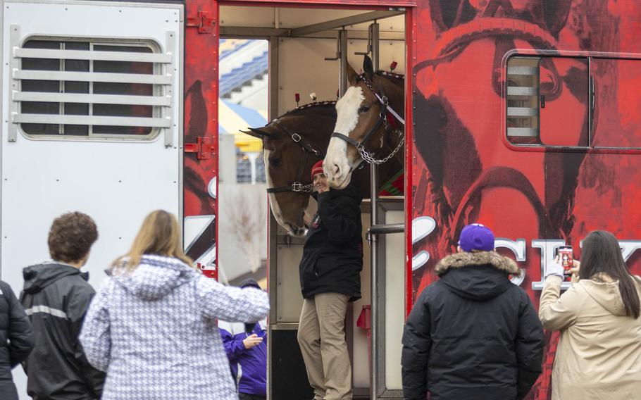 A man holds two horses inside a trailer while people take pictures.