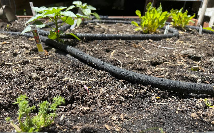 A drip-irrigation soaker hose set in place over the soil in a small raised-garden bed on Long Island, N.Y. 