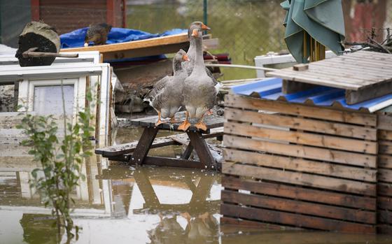 Geese stand on an outdoor table in a flooded neighbourhood in Ostrava, Czech Republic, Tuesday, Sept. 17, 2024. (AP Photo/Darko Bandic)