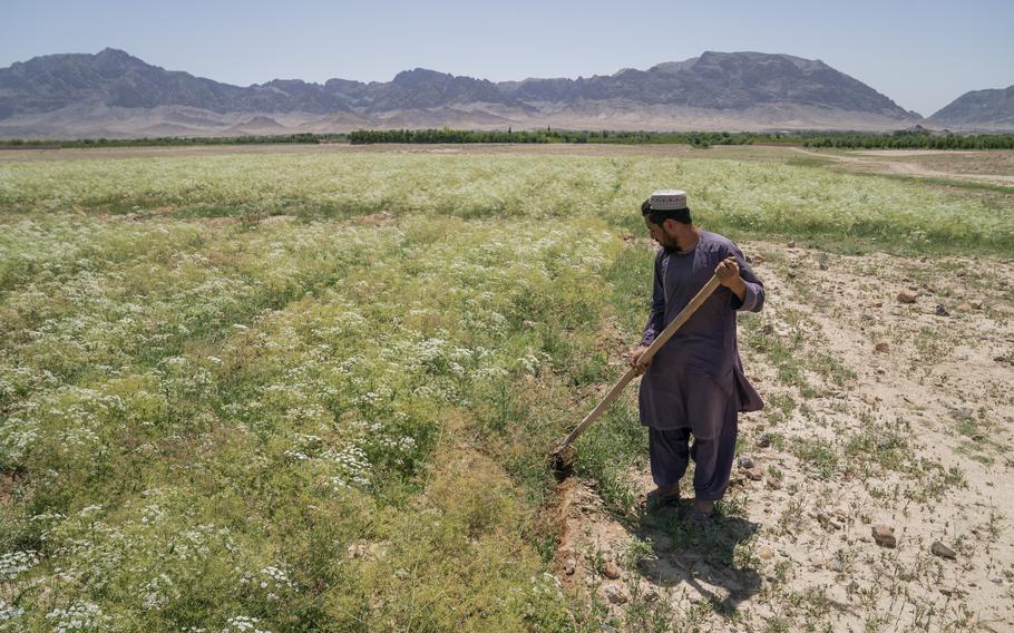 Mohammad Taher, 30, works in a cumin field in Kandahar province where opium poppies once grew. 