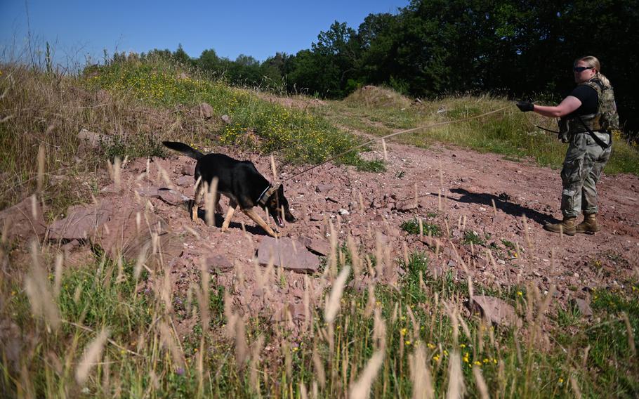 Air Force Staff Sgt. Shanna McCarter, a military working dog handler with the 86th Security Forces Squadron, and her dog, Mojito, search for explosives during a training session at Spangdahlem Air Base, Germany, on June 26, 2024.