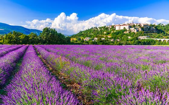 The French village of Sault puts on a Lavender Festival every Aug. 15. 