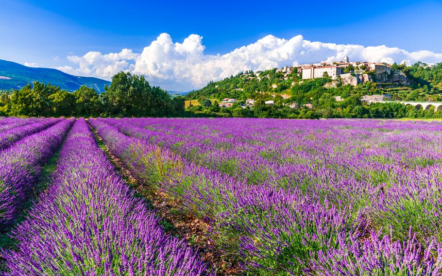 The French village of Sault puts on a Lavender Festival every Aug. 15. 