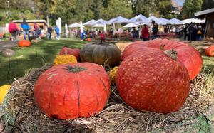 Pumpkin and harvest festivals abound across the Continent this time of year. 