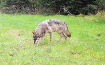 A female European gray wolf is captured by a trail camera on March 5, 2024, while moving through the U.S. Army training area in Grafenwoehr, Germany. 
