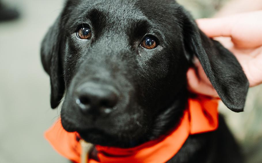 Bronco, a puppy from Mutts on a Mission, poses for a photo aboard the Nimitz-class aircraft carrier USS George Washington on March 28, 2023. 