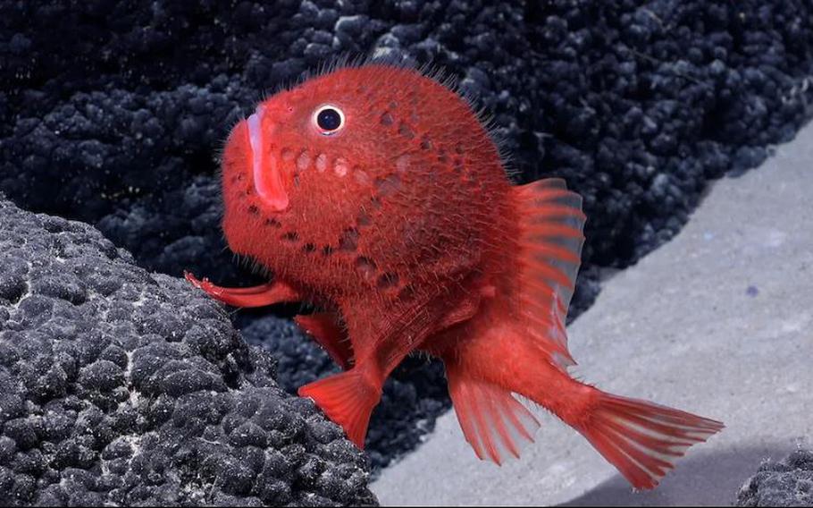 A Chaunax, a genus of bony fish in the sea toad family Chaunacidae, is seen at a depth of 4,553 feet on a seamount inside the Nazca-Desventuradas Marine Park.