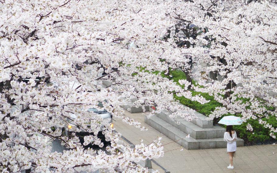 A woman holding an umbrella stands under cherry blossom trees.