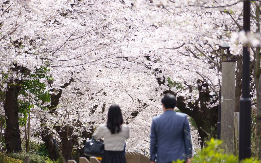 Sakura bloom at Aoyama Cemetery in Tokyo, March 24, 2023.