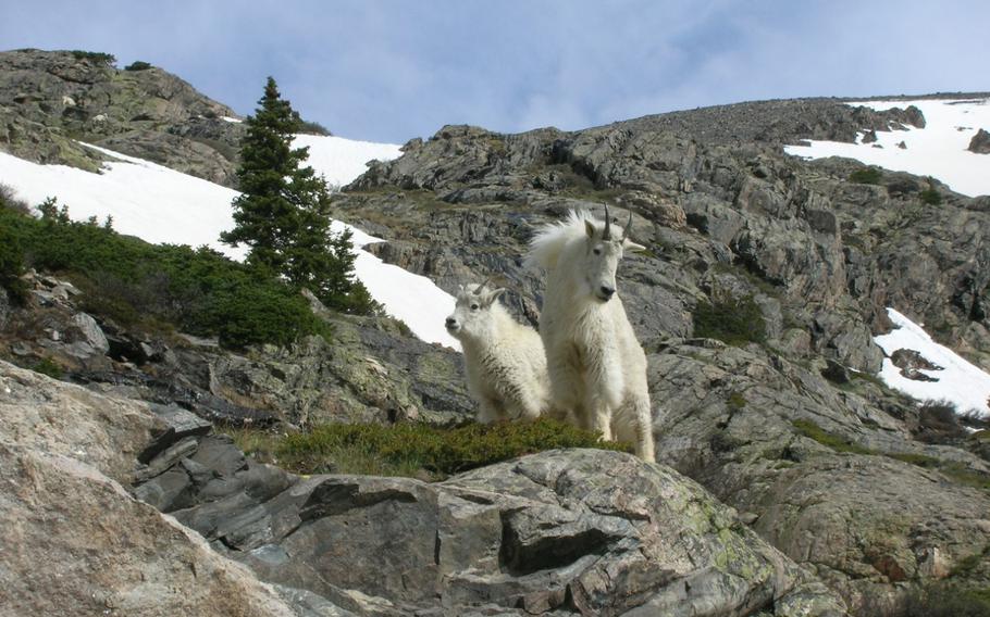 The Camp Hale-Continental Divide National Monument in Colorado provides habitats for wildlife such as mountain goats. 
