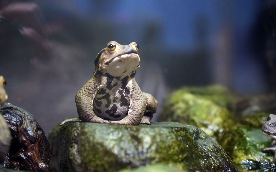 Aquarium Sagamihara features living and lifelike replicas of creatures in and along the 81-mile-long Sagami River in Kanagawa prefecture, Japan. 