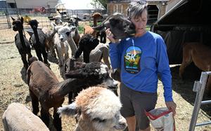 Annie Danielson, owner of Annie’s Alpaca Ranch, gets some love from Roxy, her 19-year-old llama that is part of her alpaca herd, at the ranch in Longmont, Colo., on June 4. The Alpaca Farm also allows campers and those with RVs to camp overnight and learn more about the animals at the ranch, as part of a program called Harvest Hosts. 