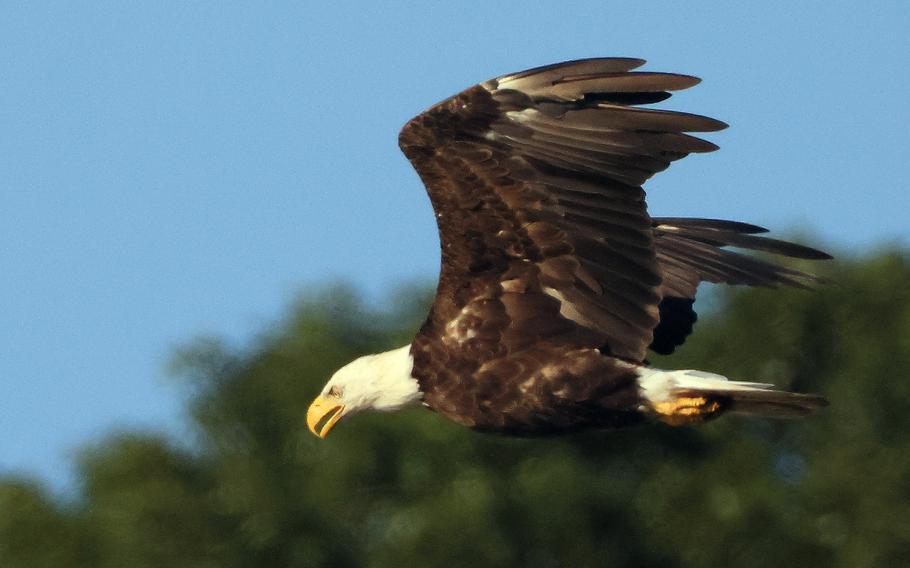 A bald eagle flies over Centerport Harbor on July 19, 2024 in Centerport, N.Y. The Long Island region provides a welcome habitat to a large variety of birds and wildlife. 