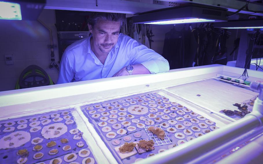 University of Miami professor Andrew Baker poses in a wet lab while looking at corals on Thursday, Dec. 15, 2022, in Miami at the Rosenstiel School of Marine, Atmospheric, and Earth Science. Baker is working on a military-funded research project to develop “hybrid reefs”. The X-Reefs are composed of natural, living corals growing on a man-made structure that’s engineered to slow down waves.