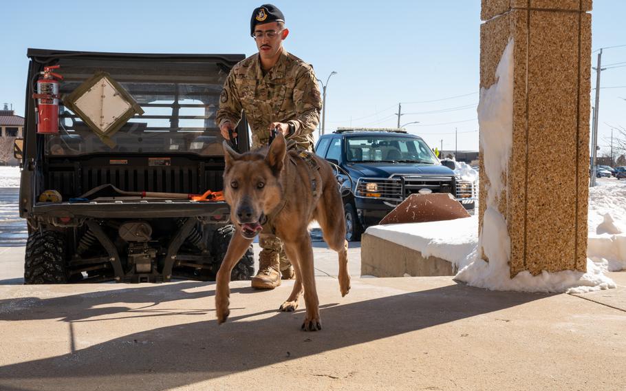 Airman walks with a dog.