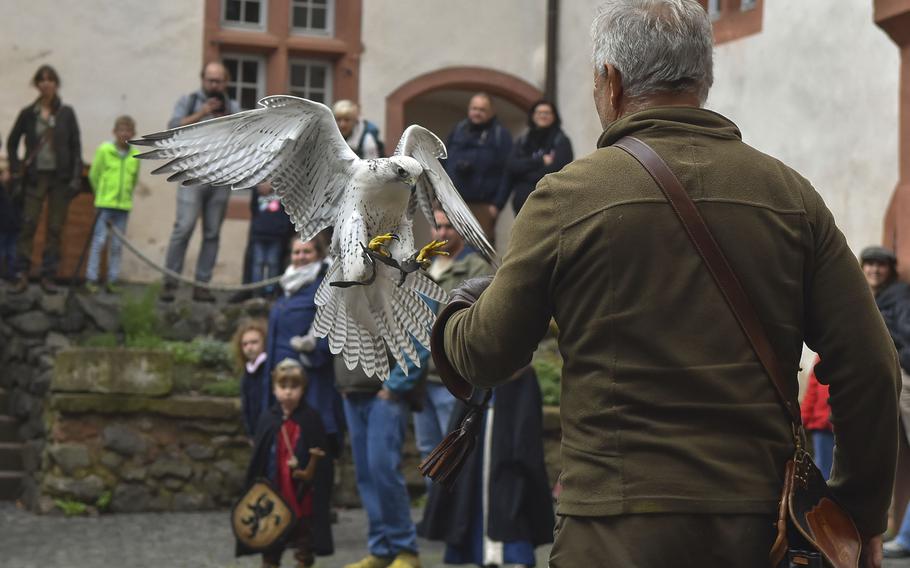 A black and white-feathered falcon extends its talons as it comes in for a landing on a man’s arm in front of spectators.