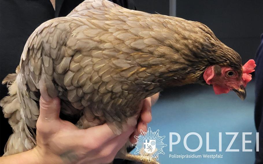 A motorist captured a lost chicken and brought him to Kaiserslautern’s old town police station.