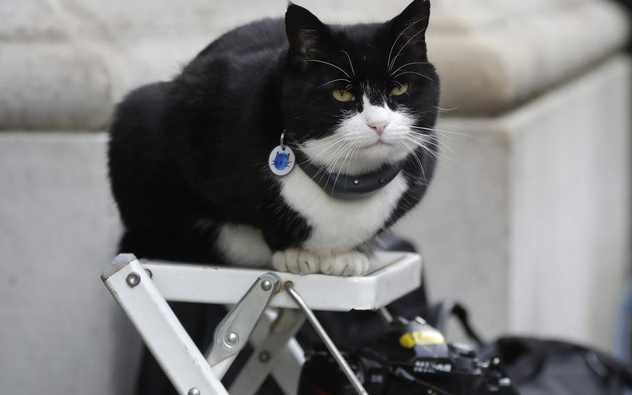 Palmerston, the Foreign Office cat sits on a photographer’s ladder at Downing Street in London, on Feb. 12, 2019.