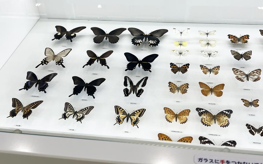 Dozens of butterflies fill a display case at the 599 Museum near Mount Takao in Japan.