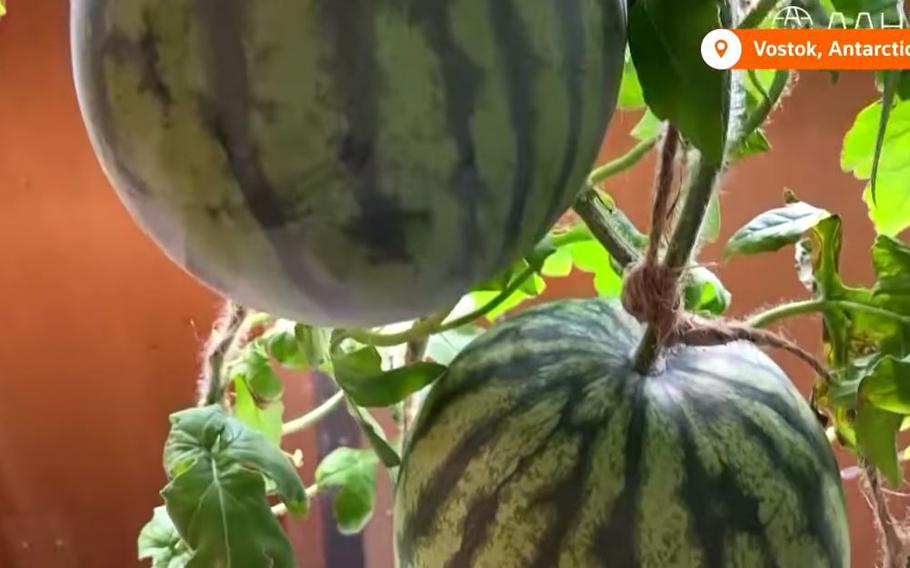 Russian agricultural researchers say they successfully grew eight watermelons at a Vostok Station greenhouse in Antarctica.