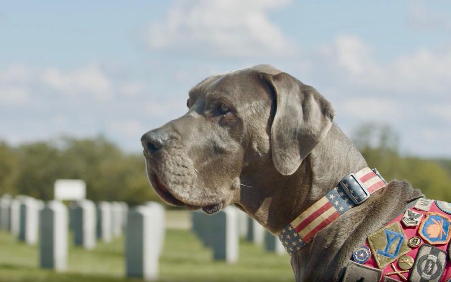 Maverick, a 6-year-old European Blue Great Dane, won the 2023 American Humane Hero Dog Award. 